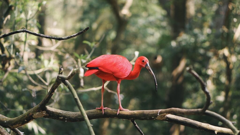 para onde viajar em 2021 Amazônia