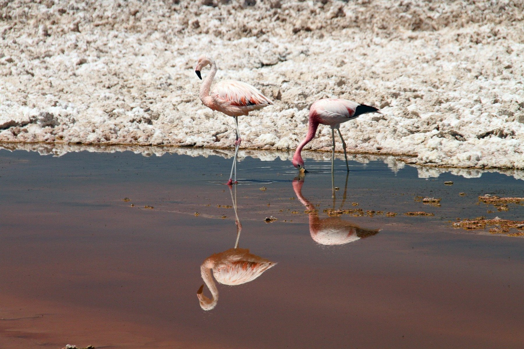 feriado de 2021: viajar para o atacama