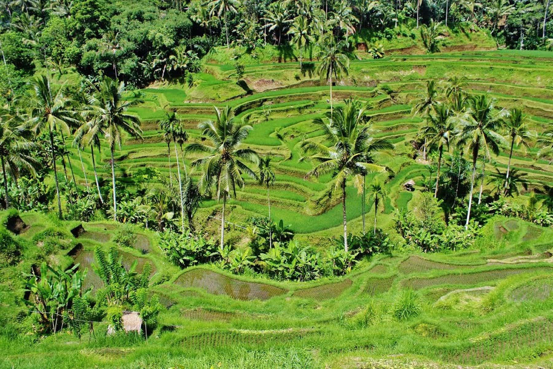 Conheça os países mais baratos para viajar na Ásia: Indonésia