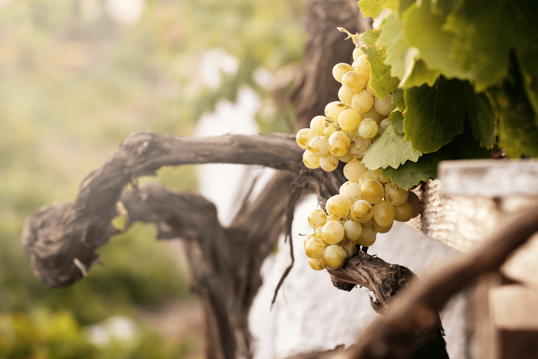 Uva Assyrtiko