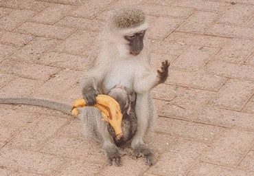 welcome-trips-viagem-africa-safari